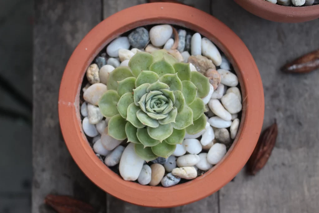 Succulent Thick Leaves Green Terracotta Pot Rocks