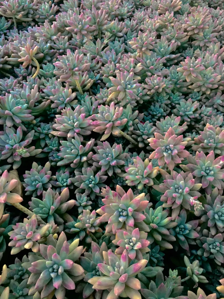 Succulent Thick Leaves Green Pink Close Up gray Garden