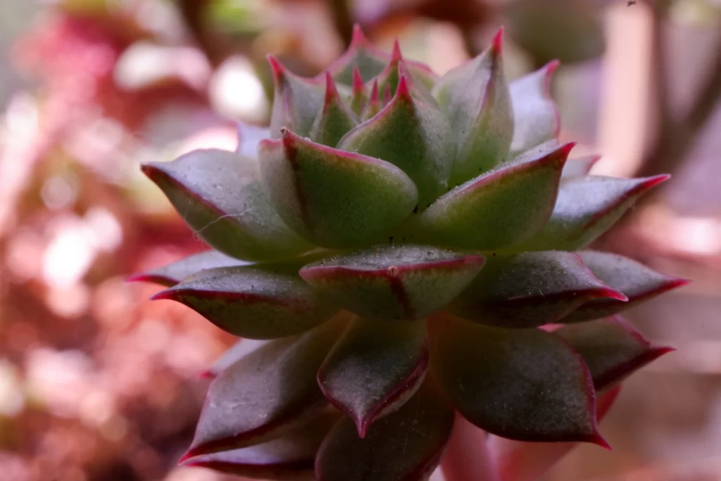 Succulent Thick Leaves Green Red Edges Close Up neutral Garden