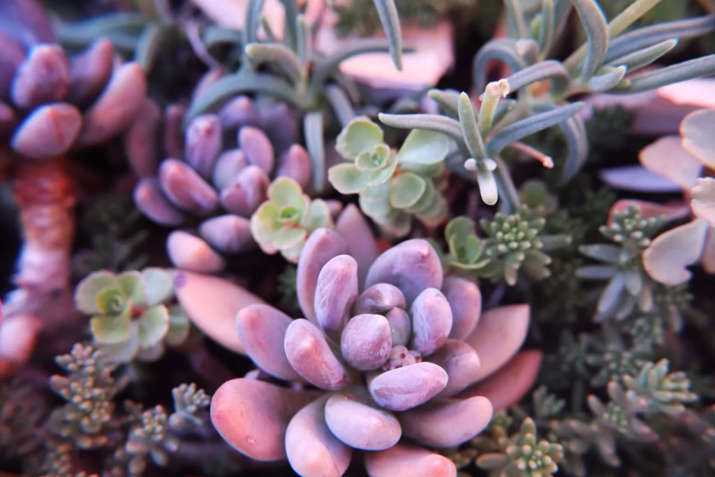 Succulent Thick Leaves Green Purple Close Up gray Macro