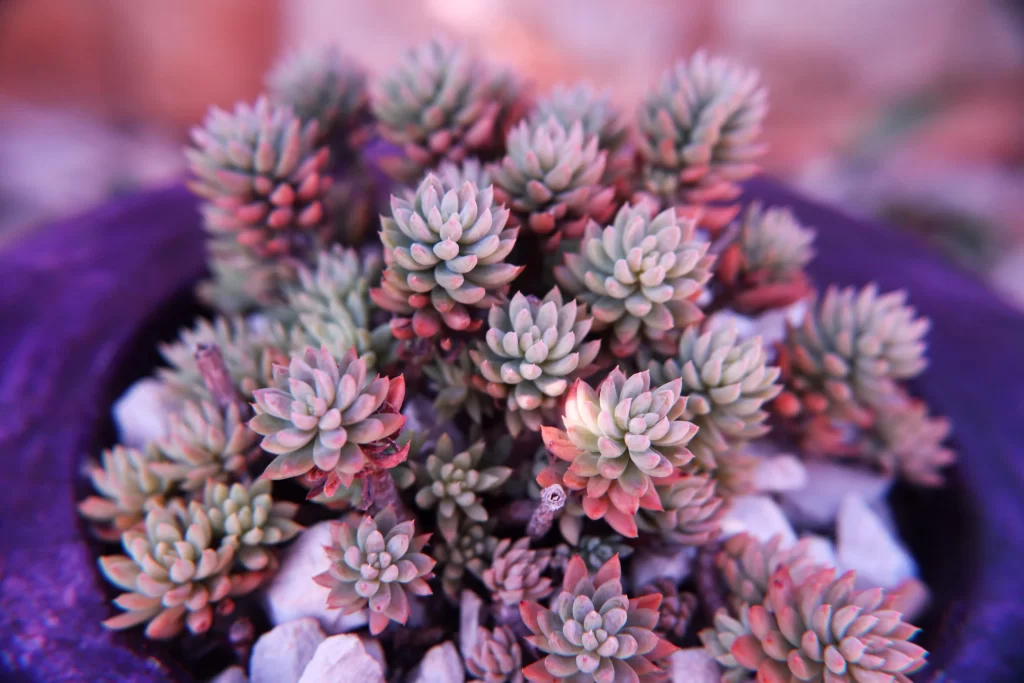Succulent Thick Leaves Green Red Close Up neutral Garden