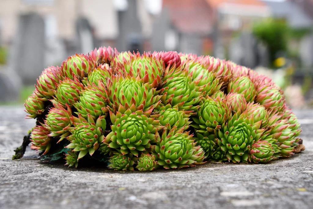 Succulent Thick Leaves Green Red Edges Close Up neutral Garden