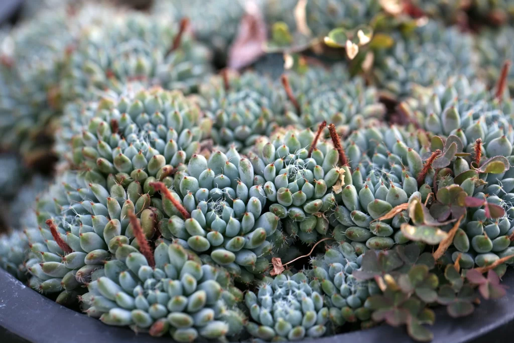 Succulent Thick Leaves Green Blue Close Up gray Garden