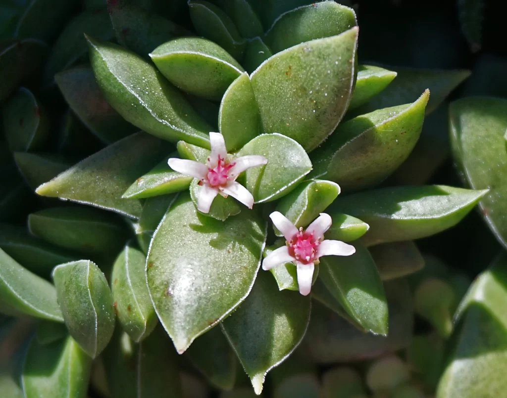 Succulent Thick Leaves Green White Flower Blooming
