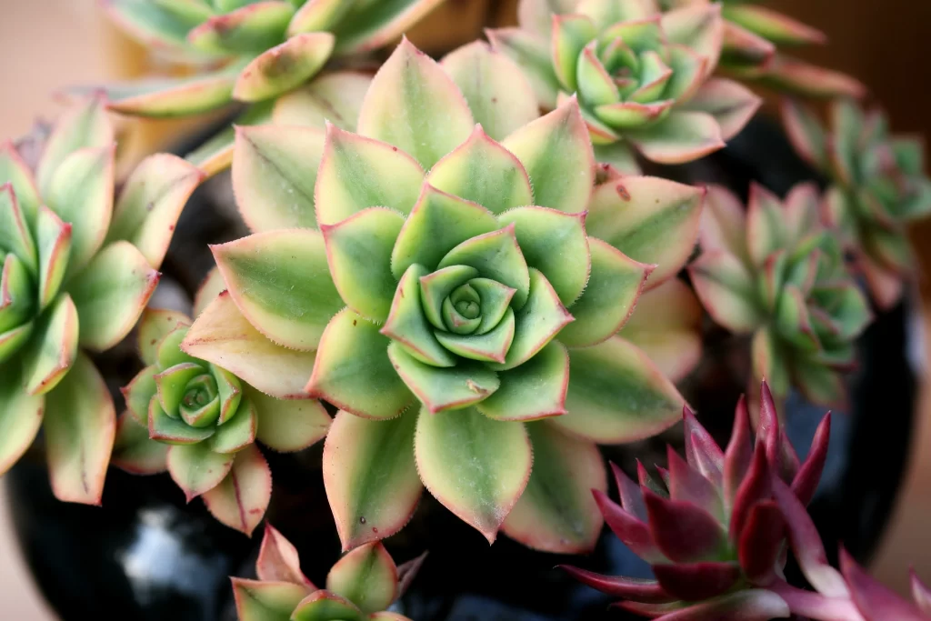 Succulent Thick Leaves Green Red Edges Close gray Up