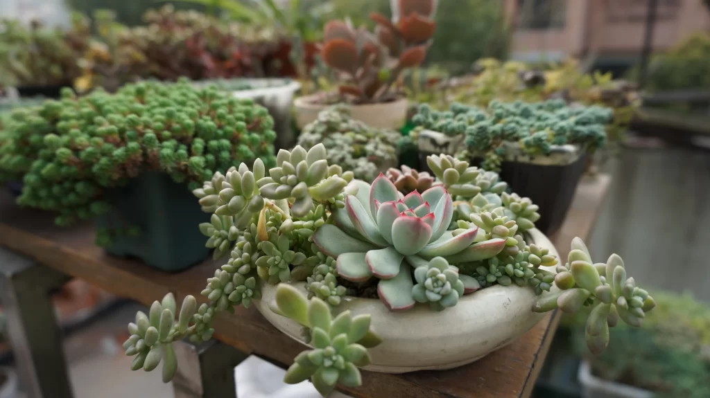 Succulent Thick Leaves Green Red Edges Close Up gray Garden