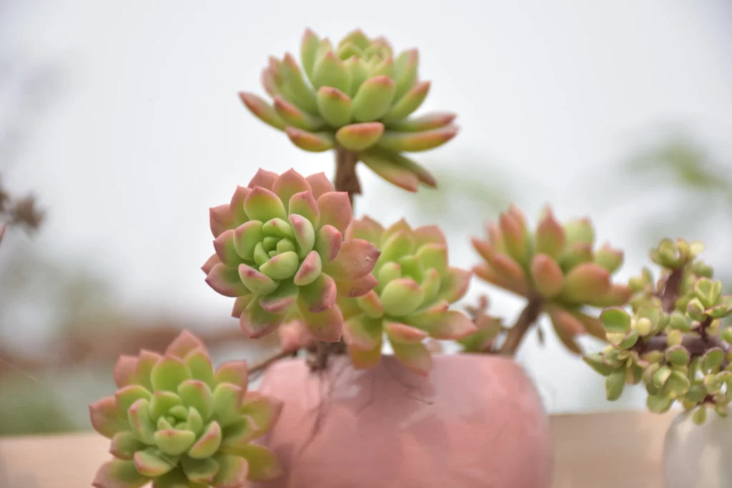Succulent Thick Leaves Green Red Close Up gray Garden