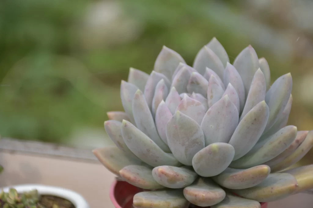 Succulent Thick Leaves Green Pink Close Up gray Garden
