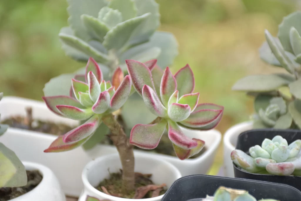 Succulent Thick Leaves Green Red Edges Close gray Up