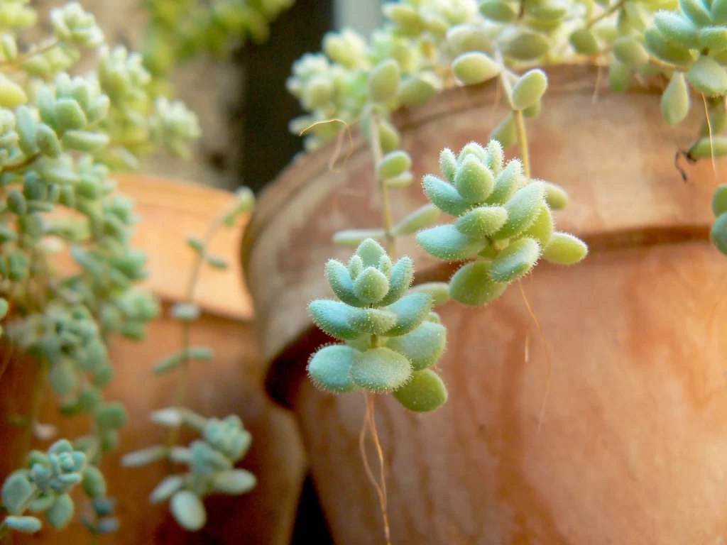 Succulent Thick Leaves Green Brown Close Up Macro