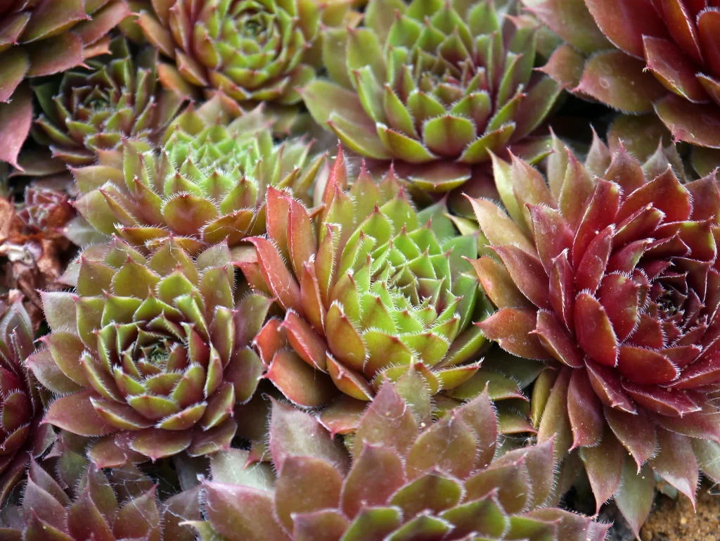 Succulent Thick Leaves Green Red Close Up gray Garden