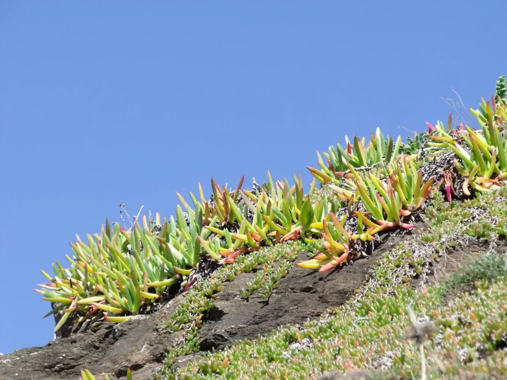 Succulent Thick Leaves Green Red Tips Rocky Terrain
