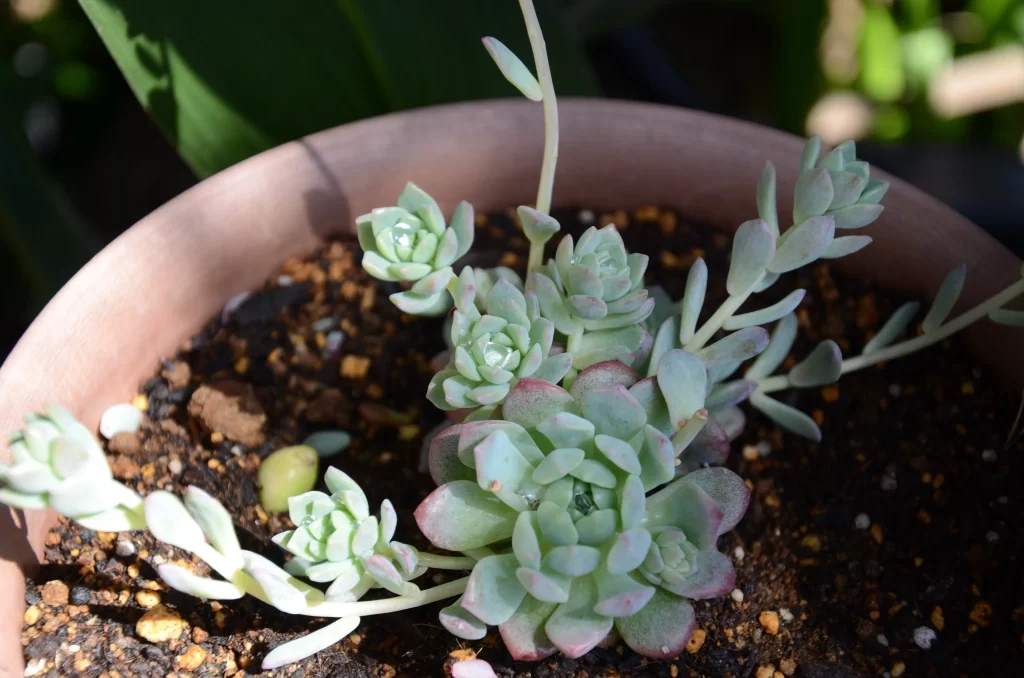 Succulent Thick Leaves Green Pink Close Up gray Garden