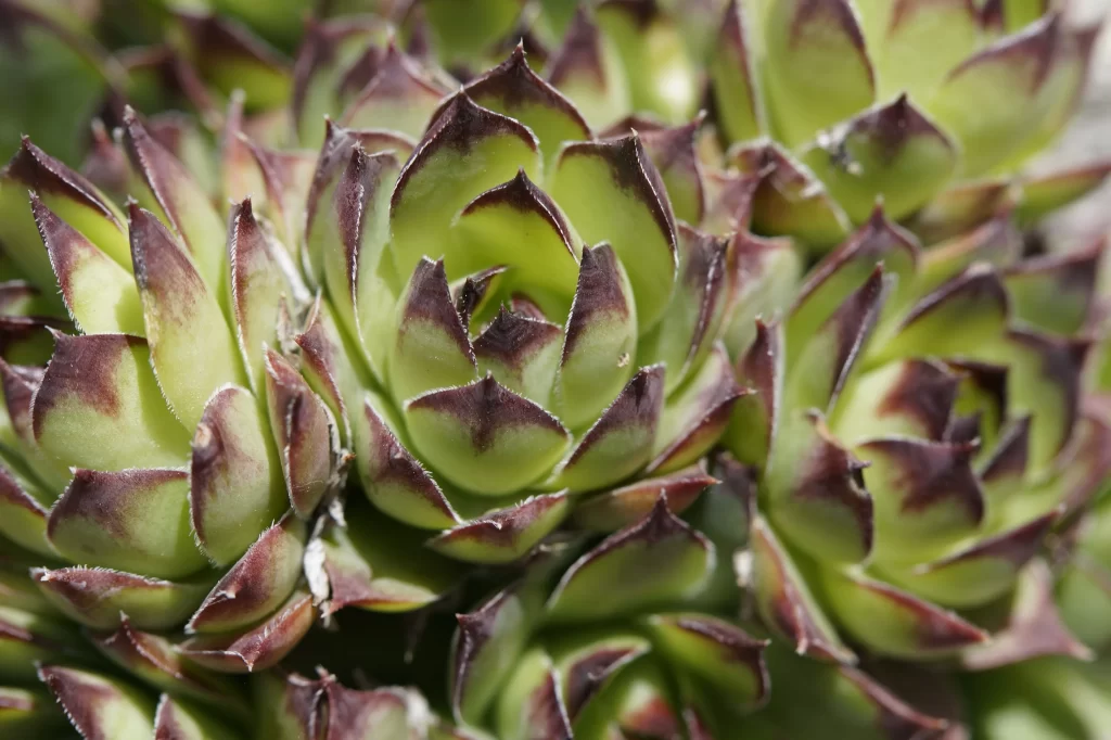 Succulent Thick Leaves Green Purple Edges Close Up