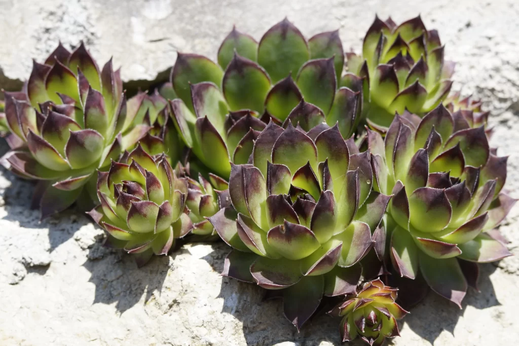 Succulent Thick Leaves Green Purple Close Up gray Garden