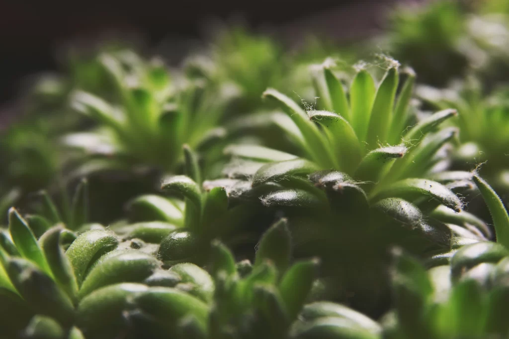 Succulent Thick Leaves Green Close Up neutral Macro