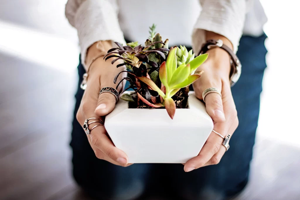 Succulent Thick Leaves Green Red Edges gray Pot