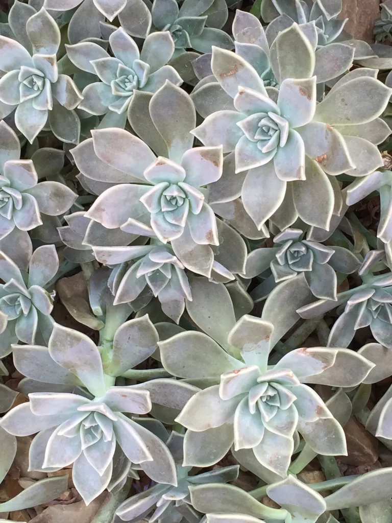 Succulent Thick Leaves Green Blue Close Up gray Garden