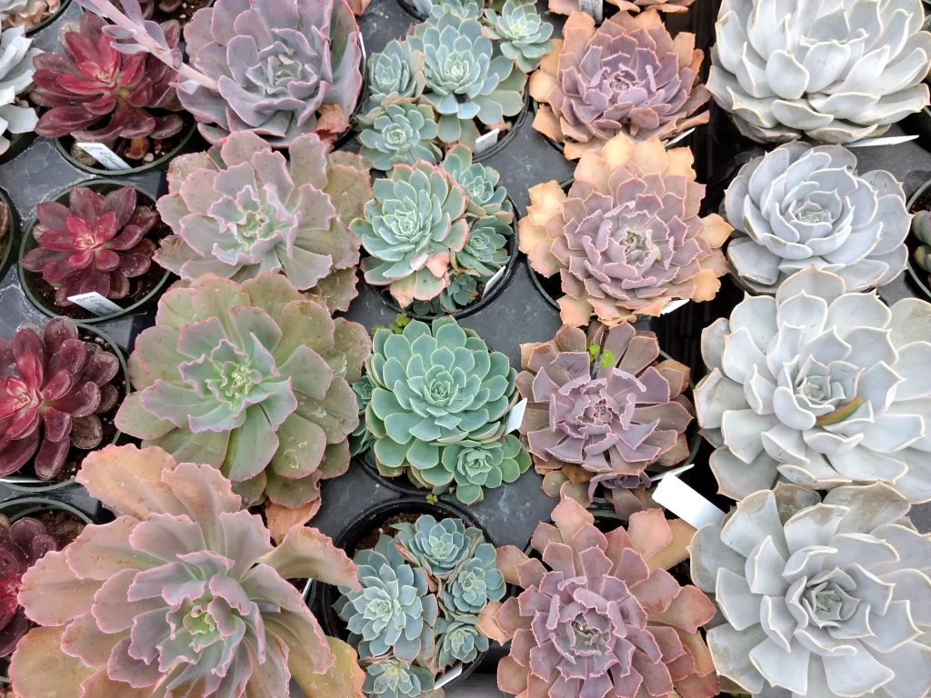 Succulent Thick Leaves Green Pink Red Close Up Garden