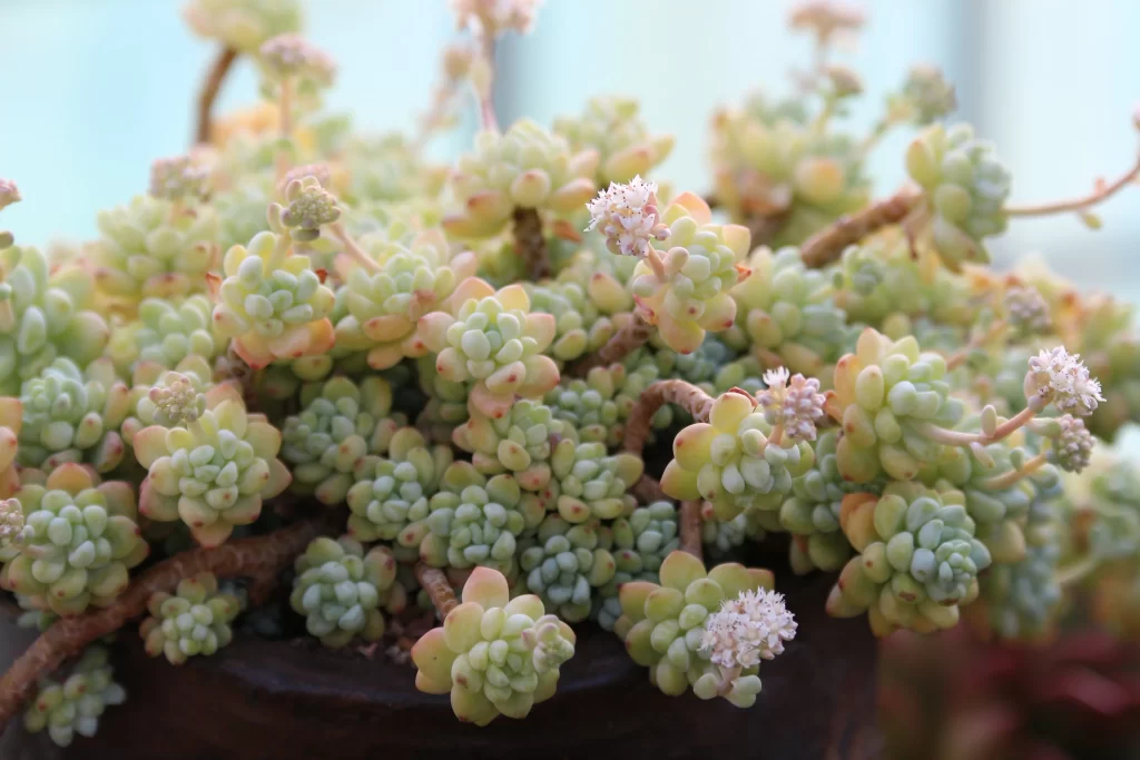 Succulent Thick Leaves Green Yellow Blooming Bud