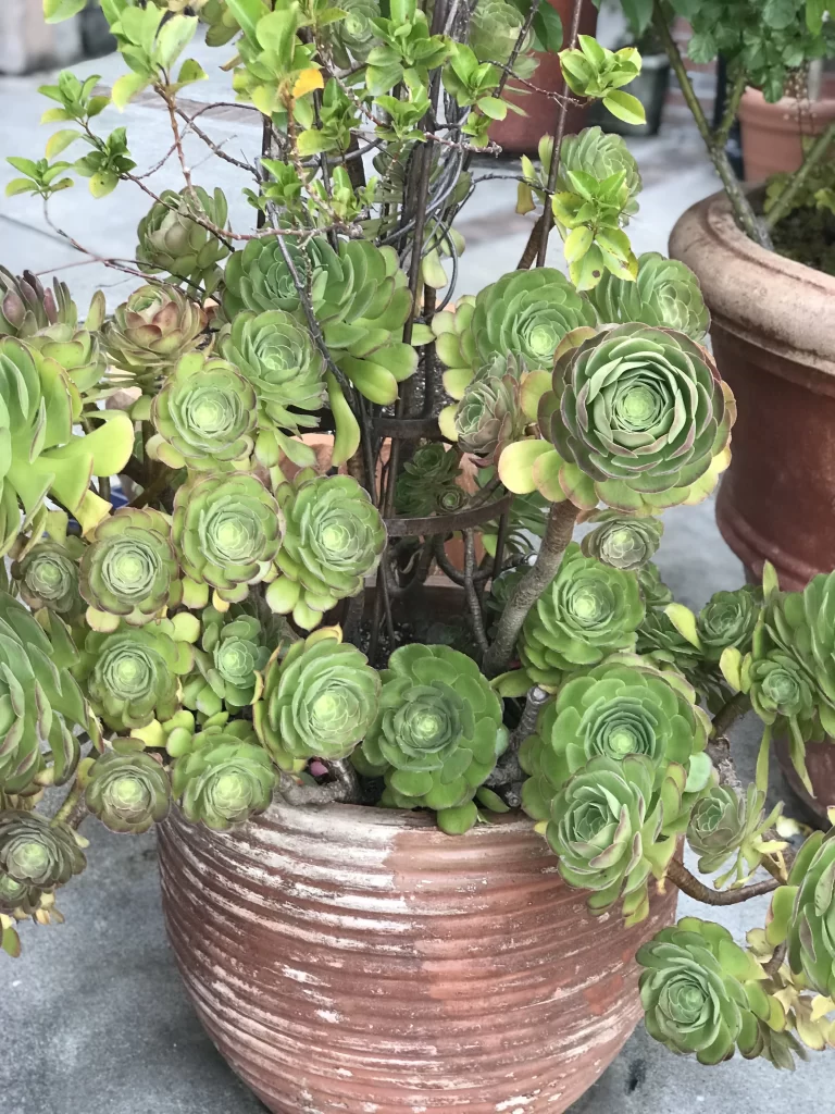 Succulent Thick Leaves Green Brown Rotund