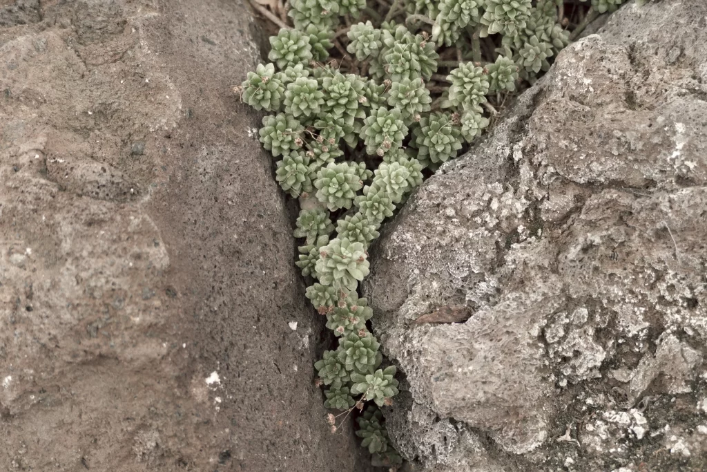 Succulent Thick Leaves Green Cracks Resilient