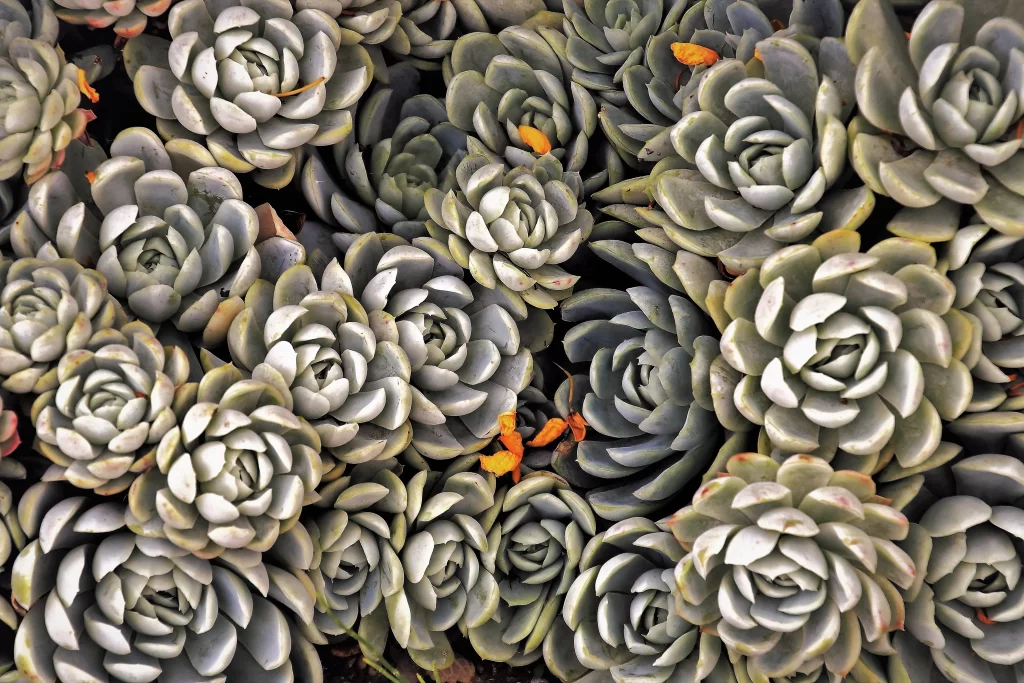 Succulent Thick Leaves Green Yellow Close Up Garden