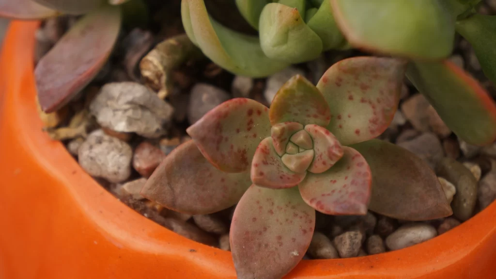 Succulent Thick Leaves Green Red Speckles Close Up