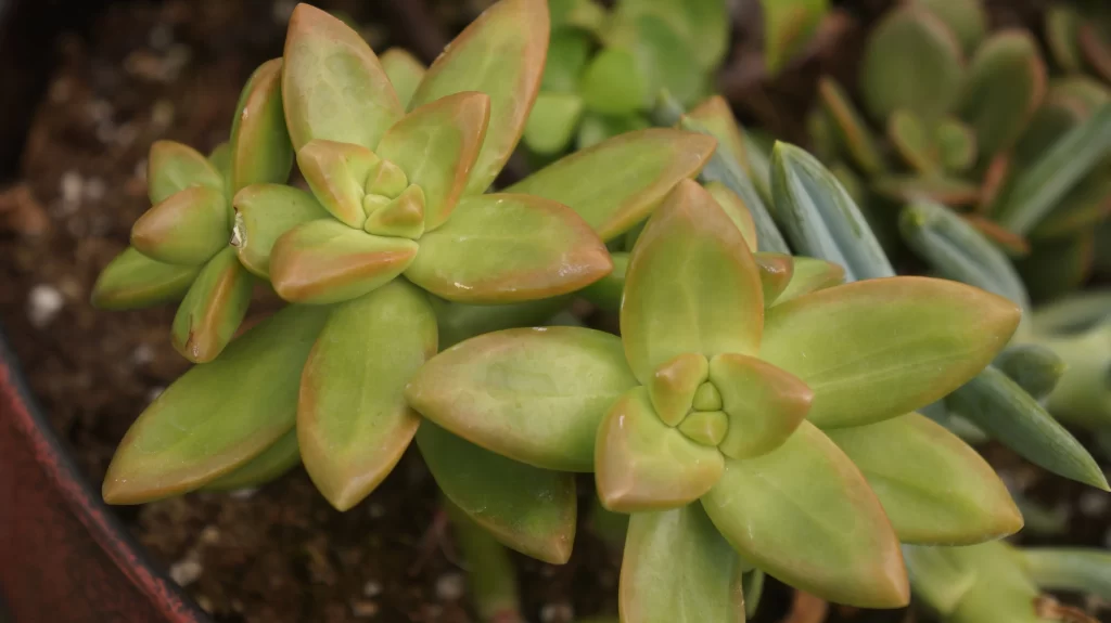 Succulent Thick Leaves Green Brown Close Up neutral Garden