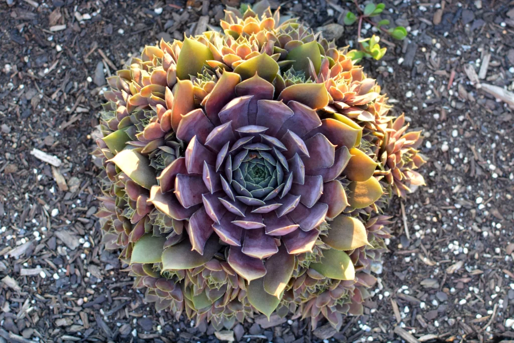 Succulent Thick Leaves Green Purple Close Up gray Garden