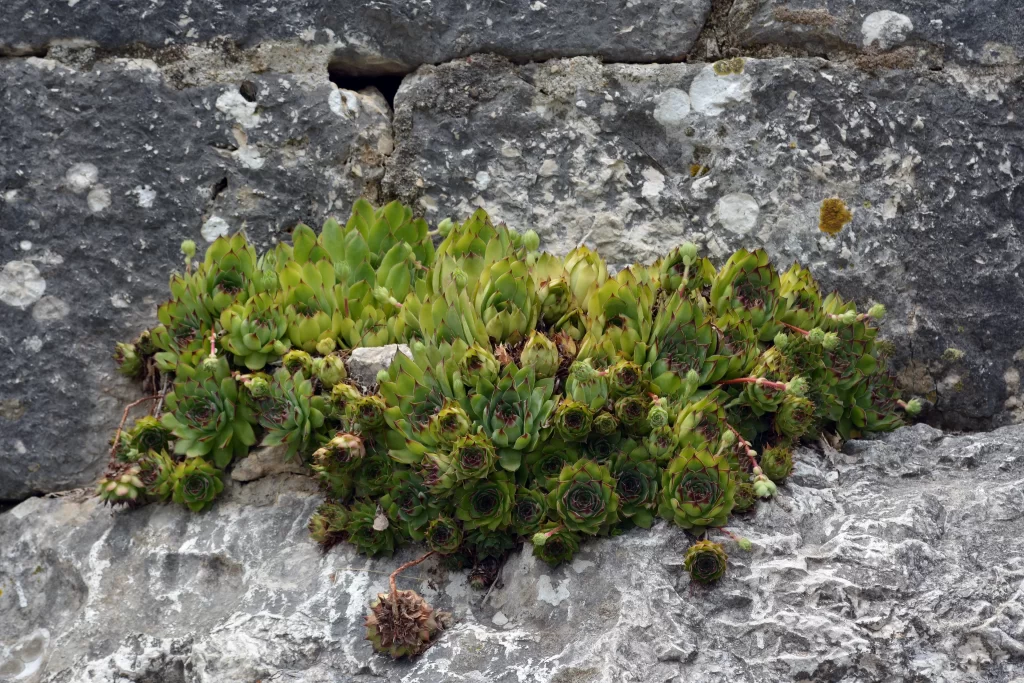 Succulent Thick Leaves Green Red Edges Rock
