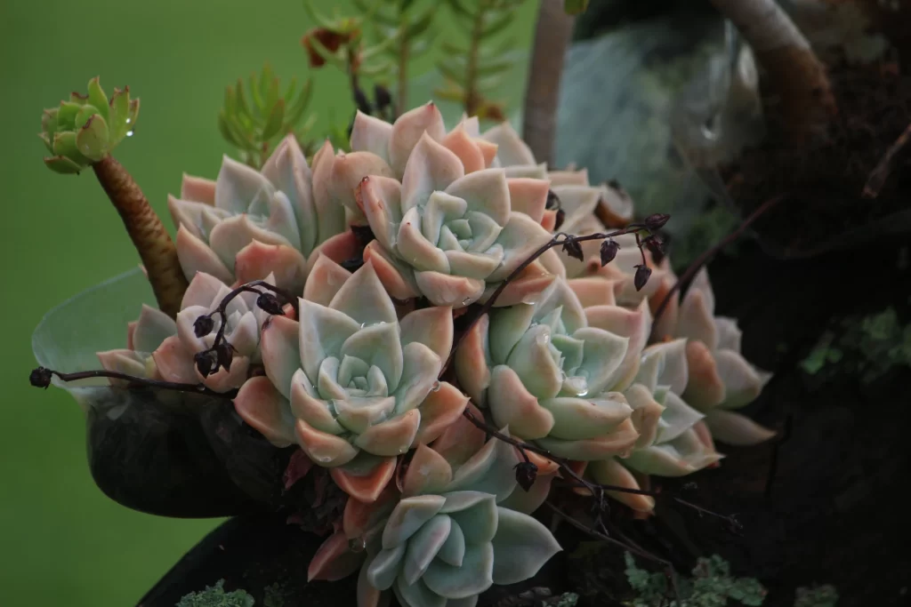 Succulent Thick Leaves Green Pink Close Up gray Garden