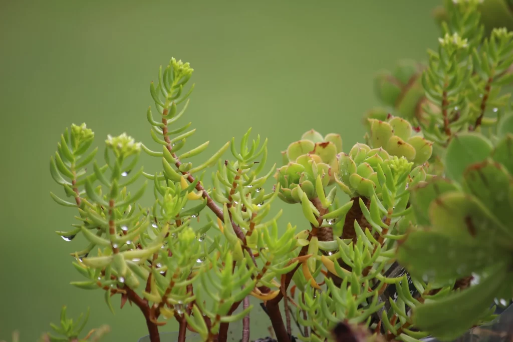 Succulent Thick Leaves Green Red Stems Water Drops