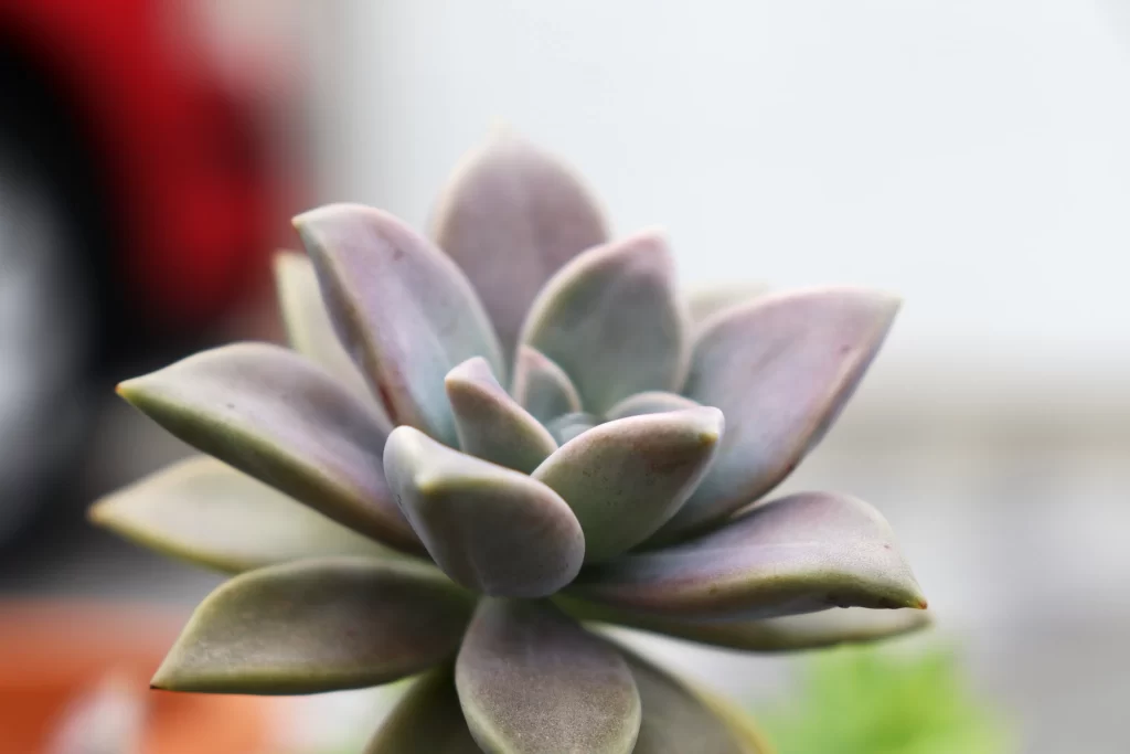 Succulent Thick Leaves Green Purple Close Up gray Macro