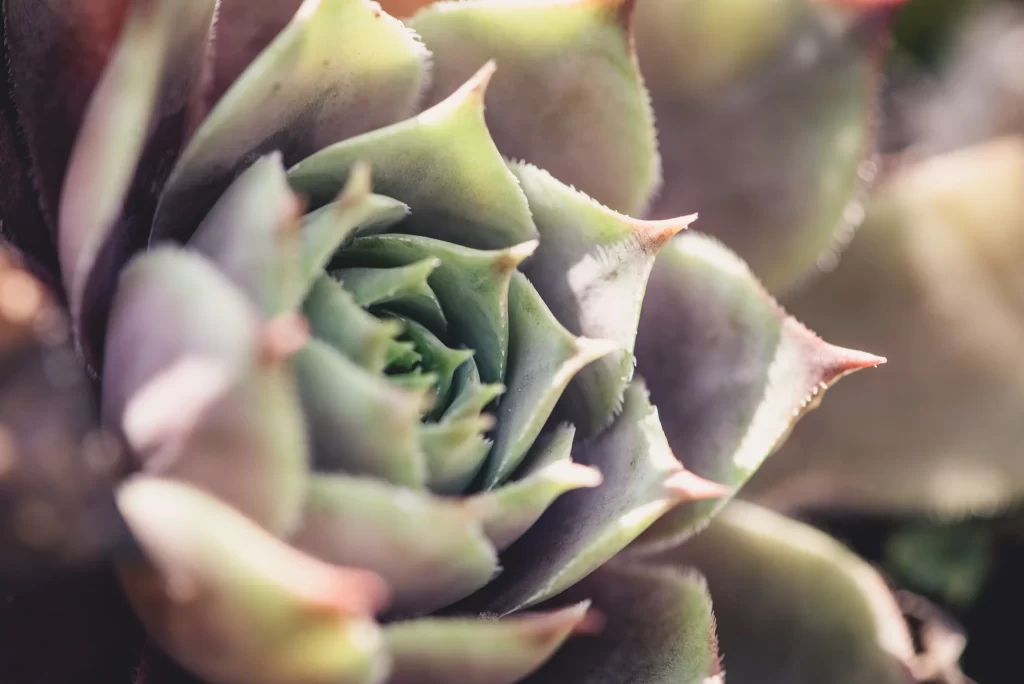 Succulent Thick Leaves Green Purple Edges Close Up Macro