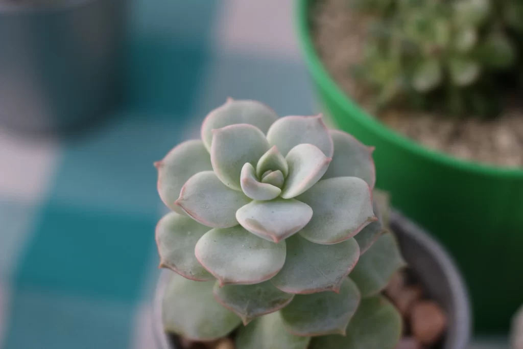 Succulent Thick Leaves Green Red Edges Close gray Up