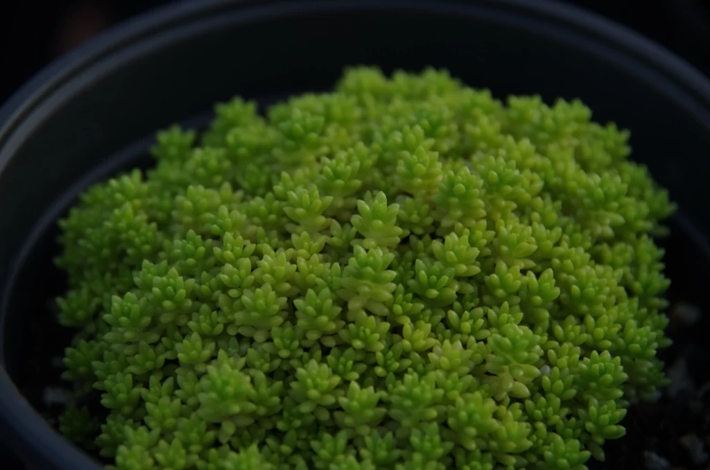 Succulent Thick Leaves Green Close Up Garden