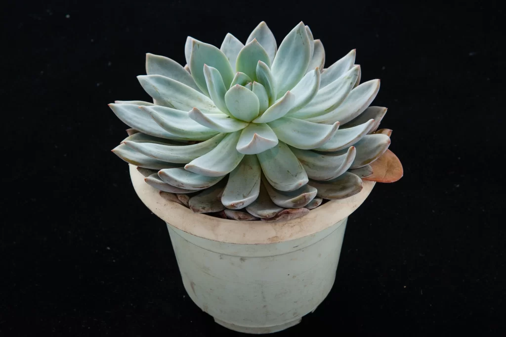 Succulent Thick Leaves Green Blue Fleshy black Macro