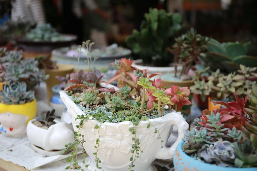Succulent Thick Leaves Green Red Yellow Flower Pot