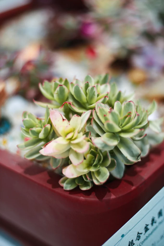 Succulent Thick Leaves Green Red Edges Close gray Up