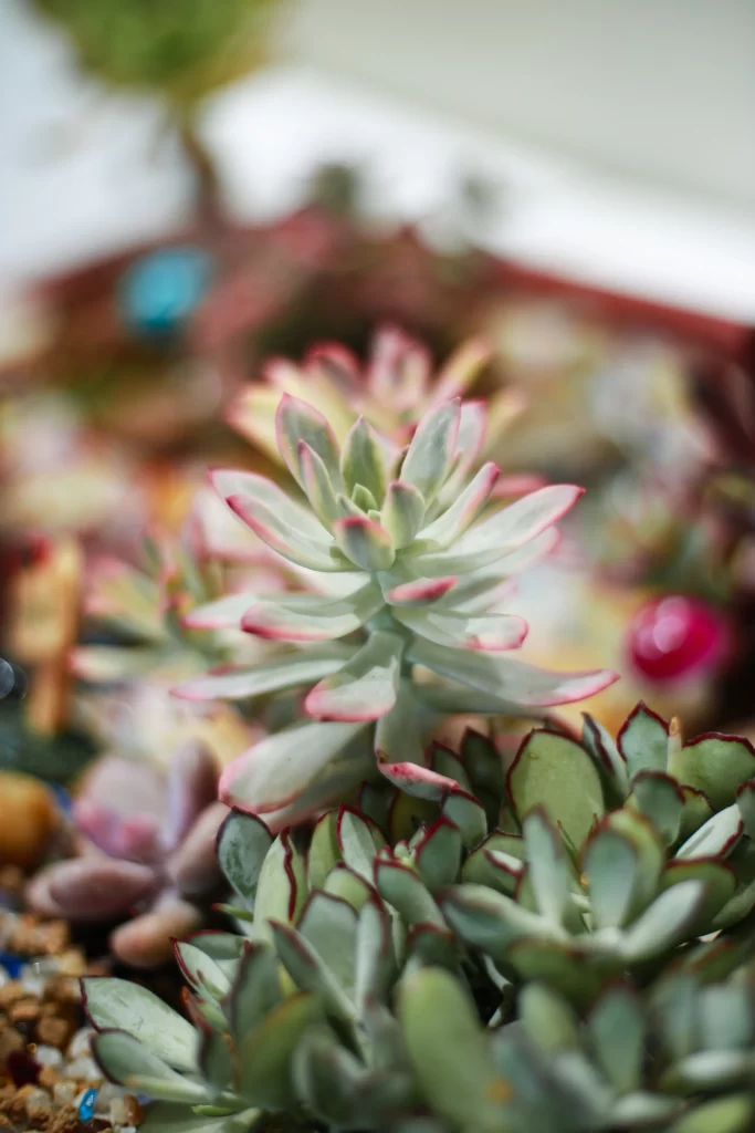 Succulent Thick Leaves Green Red Edges Close gray Up