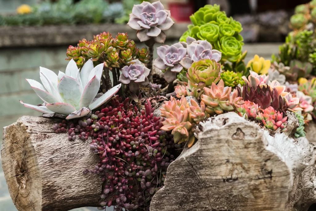 Succulent Thick Leaves Green Red Pink Blooming