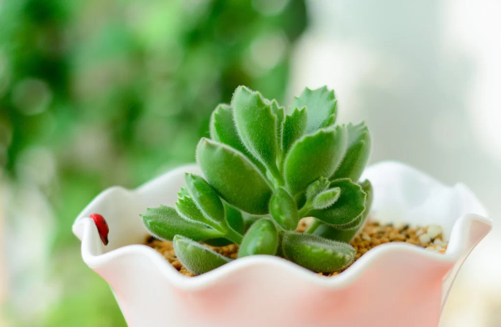 Succulent Thick Leaves Green White Pot Close Up