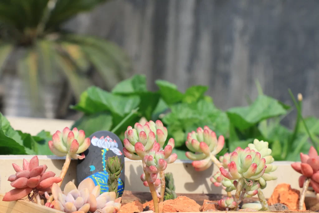Succulent Thick Leaves Green Red Tips Close Up gray Garden