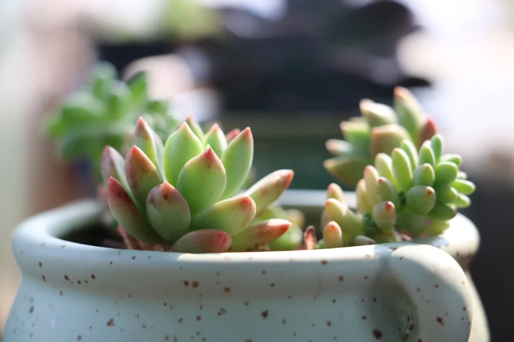 Succulent Thick Leaves Green Red Tips Close Up