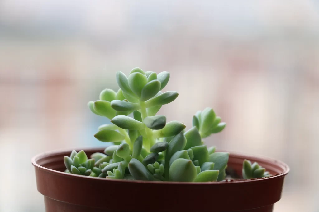 Succulent Thick Leaves Green Brown gray Pot