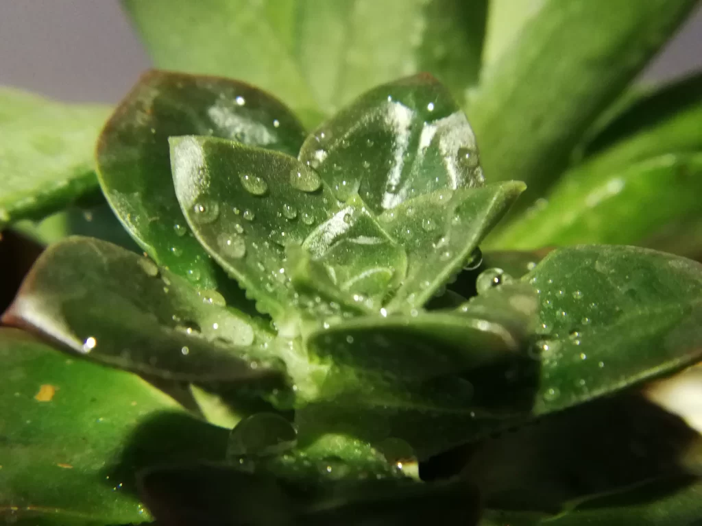 Succulent Thick Leaves Green Waterdrops Close Up Macro