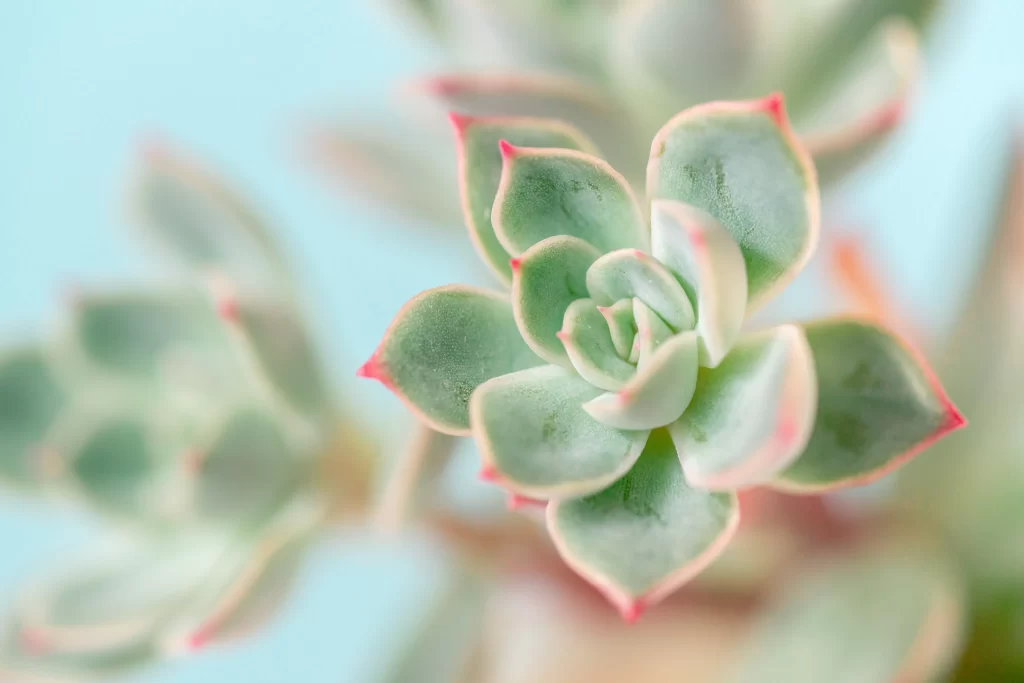 Succulent Thick Leaves Green Red Edges Close gray Up
