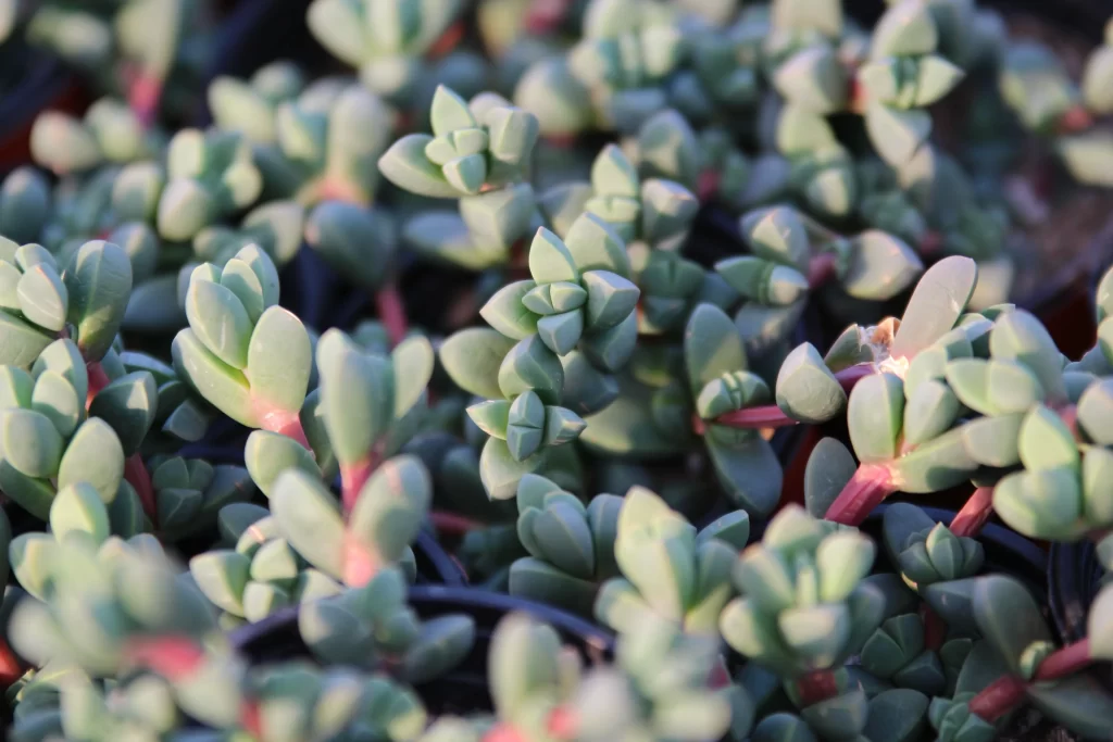 Succulent Thick Leaves Green Red Stems Close Up Garden Macro