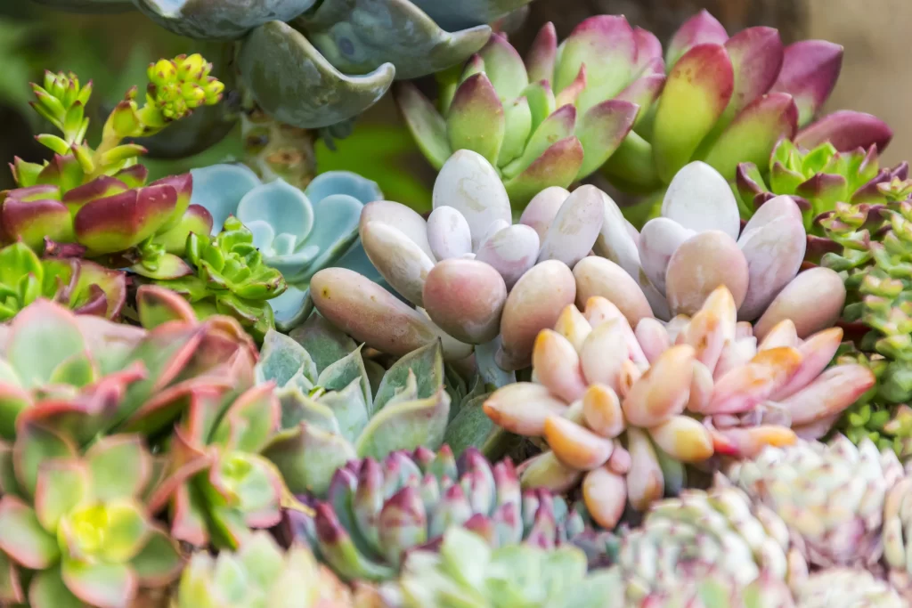 Succulent Thick Leaves Green Purple Close Up neutral Garden